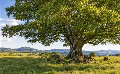 Baum